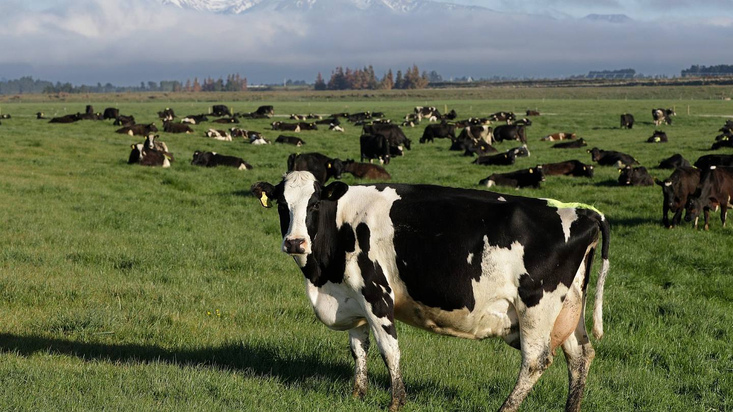 新西兰最快3年内开征「打嗝税」 控制国内牛羊畜牧业甲烷排放