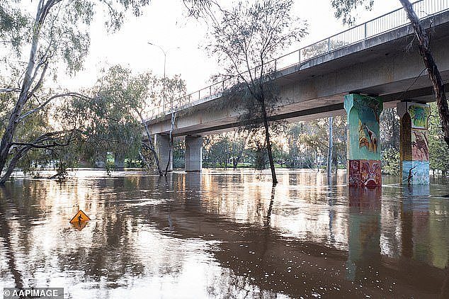 The swollen Lachlan River underneath the Mid-Western Highway in Cowra, NSW on Tuesday