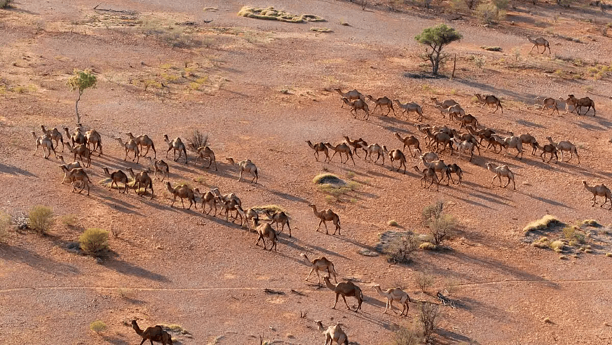 泛滥成灾！为消灭100万骆驼，澳洲在驼群安插叛徒，叛徒却选择保护驼群（组图） - 5