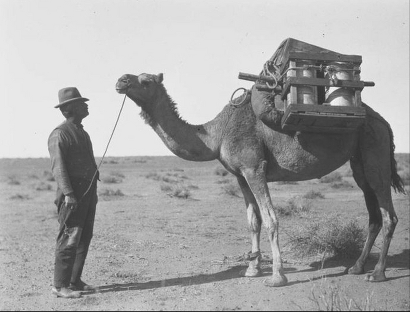泛滥成灾！为消灭100万骆驼，澳洲在驼群安插叛徒，叛徒却选择保护驼群（组图） - 3