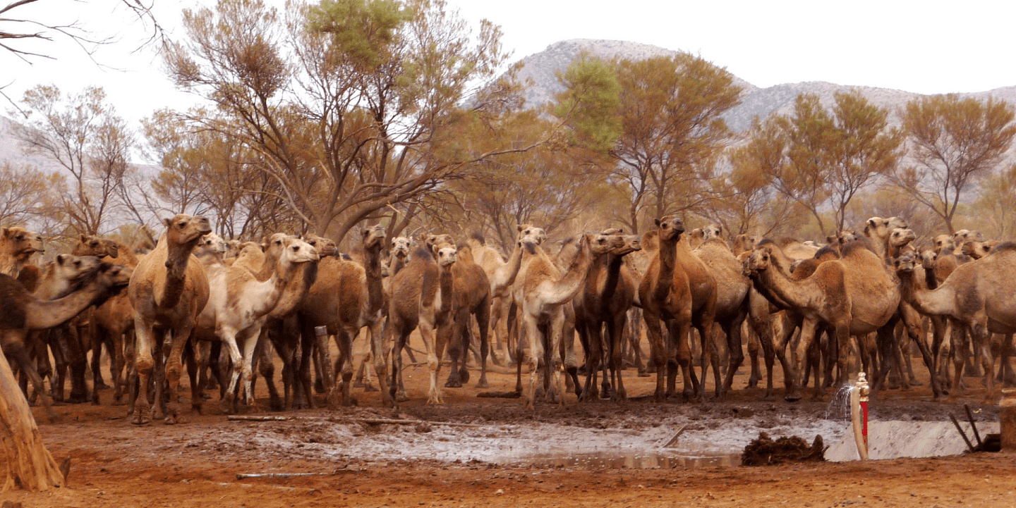 泛滥成灾！为消灭100万骆驼，澳洲在驼群安插叛徒，叛徒却选择保护驼群（组图） - 6