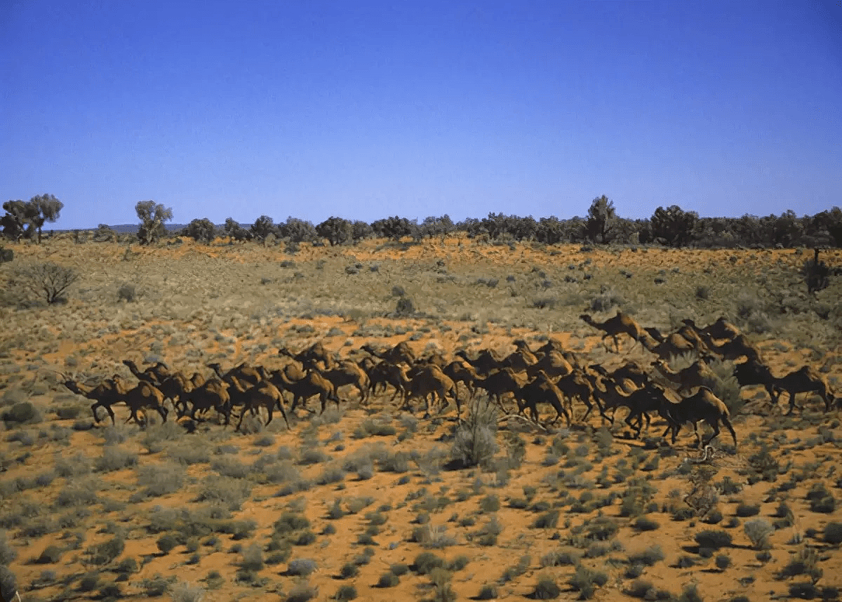 泛滥成灾！为消灭100万骆驼，澳洲在驼群安插叛徒，叛徒却选择保护驼群（组图） - 7