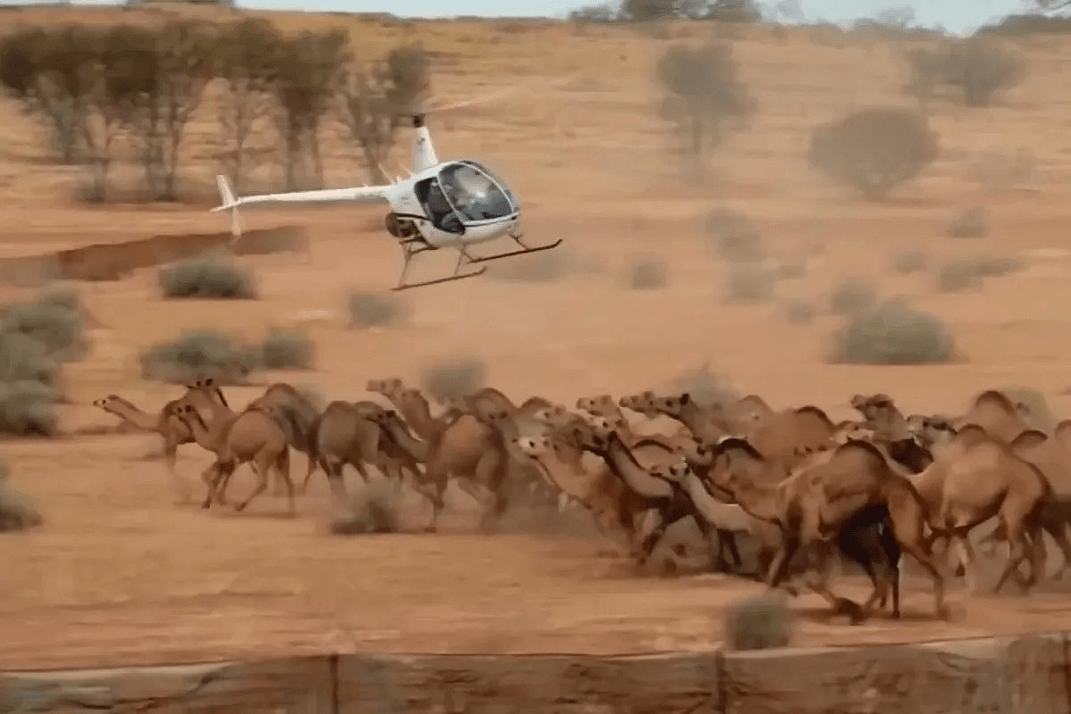 泛滥成灾！为消灭100万骆驼，澳洲在驼群安插叛徒，叛徒却选择保护驼群（组图） - 8