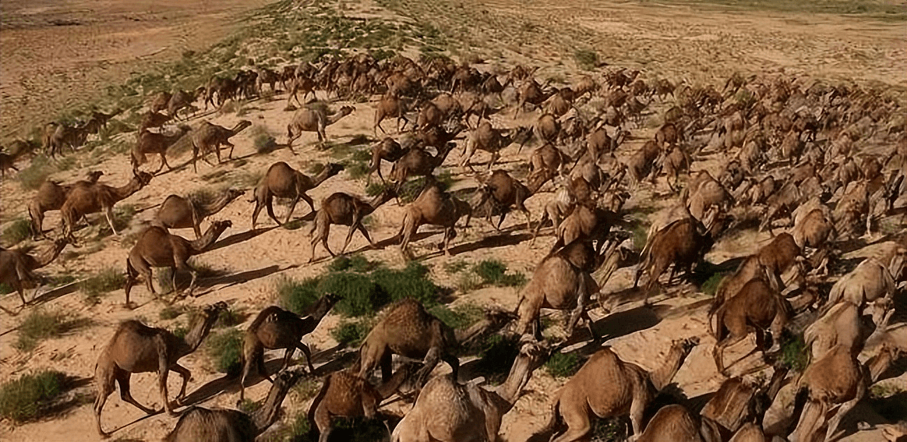 泛滥成灾！为消灭100万骆驼，澳洲在驼群安插叛徒，叛徒却选择保护驼群（组图） - 10