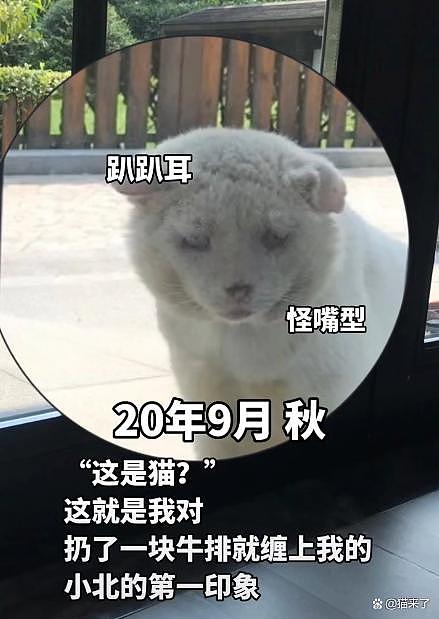 【宠物】收养一只艾滋猫两年后……越看越可爱，我是不是被CPU了？(组图） - 6