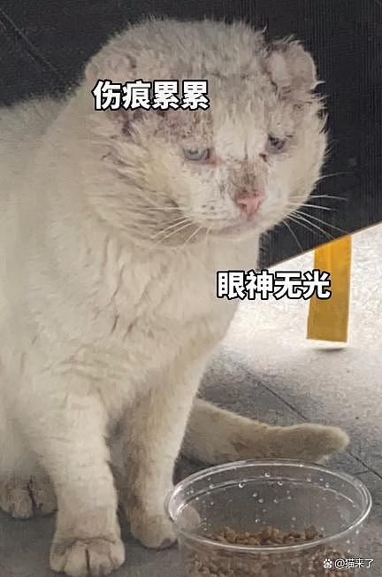 【宠物】收养一只艾滋猫两年后……越看越可爱，我是不是被CPU了？(组图） - 7