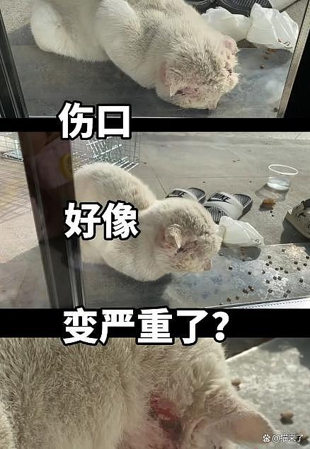 【宠物】收养一只艾滋猫两年后……越看越可爱，我是不是被CPU了？(组图） - 10