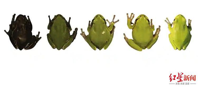 切尔诺贝利的变异青蛙，鲜绿色变黑色，科学家：黑色素在核辐射环境中有保护作用（图） - 1