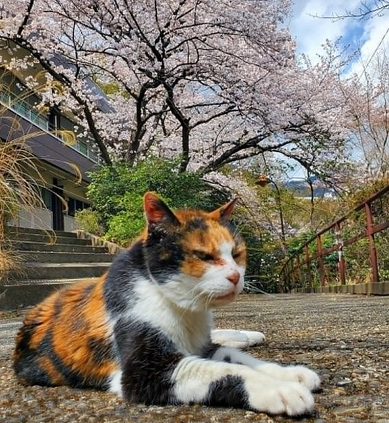 【宠物】神户大学为流浪猫发讣告：守护大家24年的三花，去了喵星！（组图） - 1