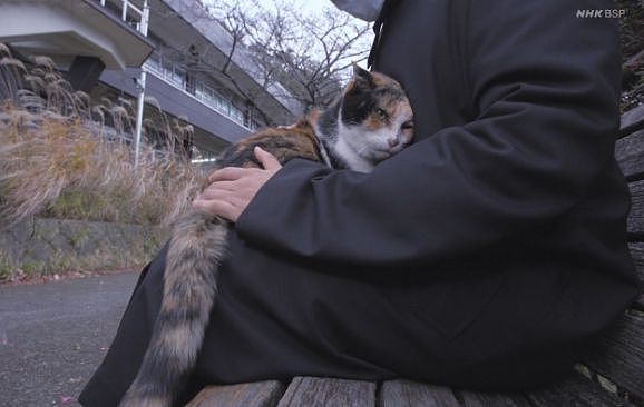【宠物】神户大学为流浪猫发讣告：守护大家24年的三花，去了喵星！（组图） - 3
