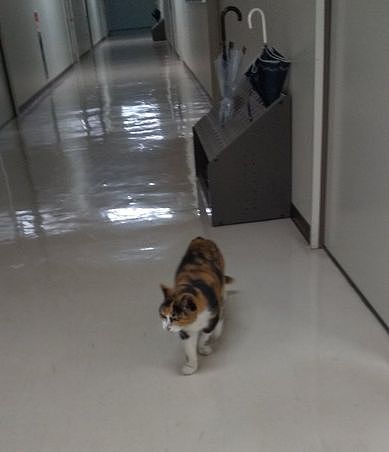 【宠物】神户大学为流浪猫发讣告：守护大家24年的三花，去了喵星！（组图） - 4