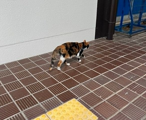 【宠物】神户大学为流浪猫发讣告：守护大家24年的三花，去了喵星！（组图） - 5