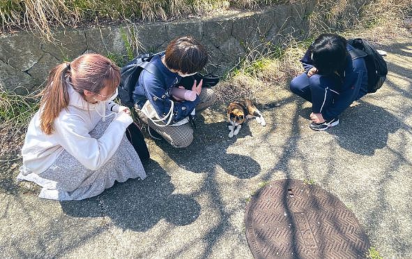【宠物】神户大学为流浪猫发讣告：守护大家24年的三花，去了喵星！（组图） - 7