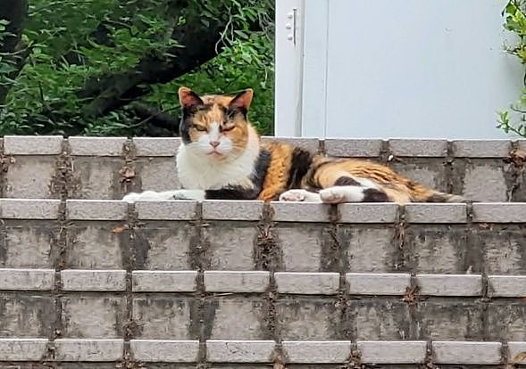 【宠物】神户大学为流浪猫发讣告：守护大家24年的三花，去了喵星！（组图） - 8