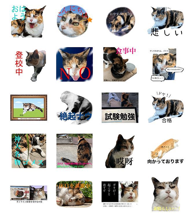 【宠物】神户大学为流浪猫发讣告：守护大家24年的三花，去了喵星！（组图） - 10