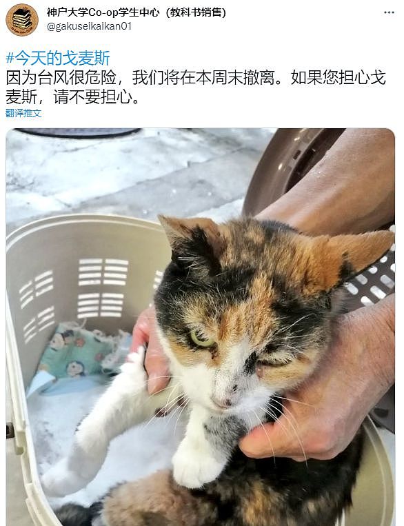 【宠物】神户大学为流浪猫发讣告：守护大家24年的三花，去了喵星！（组图） - 12