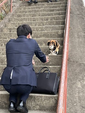 【宠物】神户大学为流浪猫发讣告：守护大家24年的三花，去了喵星！（组图） - 14