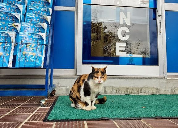 【宠物】神户大学为流浪猫发讣告：守护大家24年的三花，去了喵星！（组图） - 18
