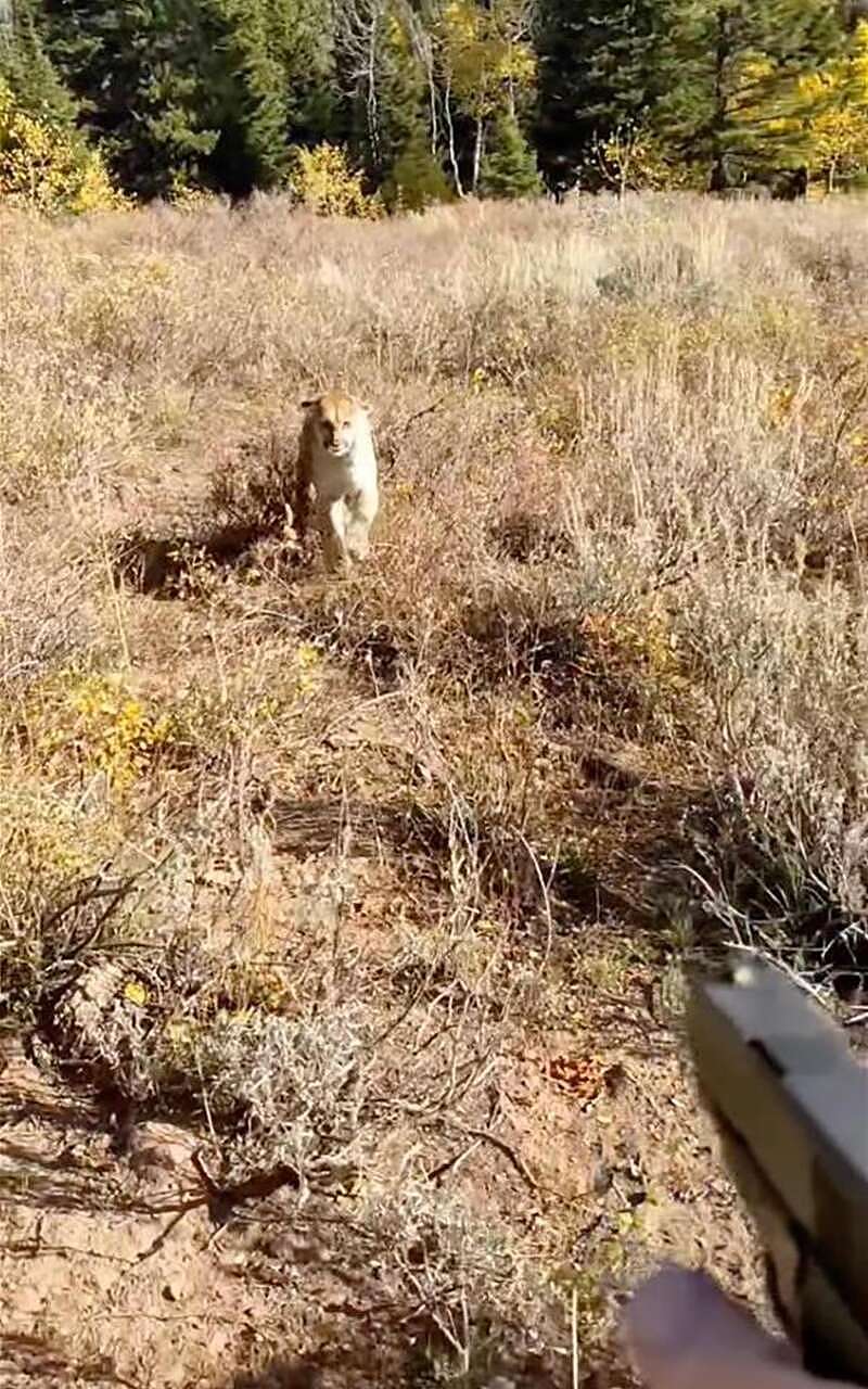 惊险一刻！美国一猎人遭美洲狮攻击还不忘拍视频（组图/视频） - 1