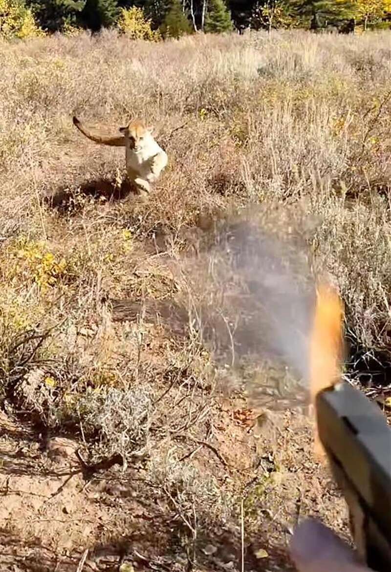 惊险一刻！美国一猎人遭美洲狮攻击还不忘拍视频（组图/视频） - 2