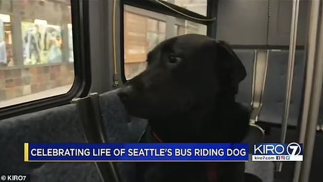 美国最著名狗狗离世，享年10岁，因独自乘坐公交车闻名世界（组图） - 4