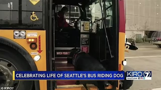 美国最著名狗狗离世，享年10岁，因独自乘坐公交车闻名世界（组图） - 6