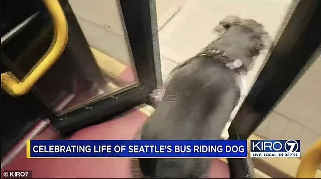 美国最著名狗狗离世，享年10岁，因独自乘坐公交车闻名世界（组图） - 5