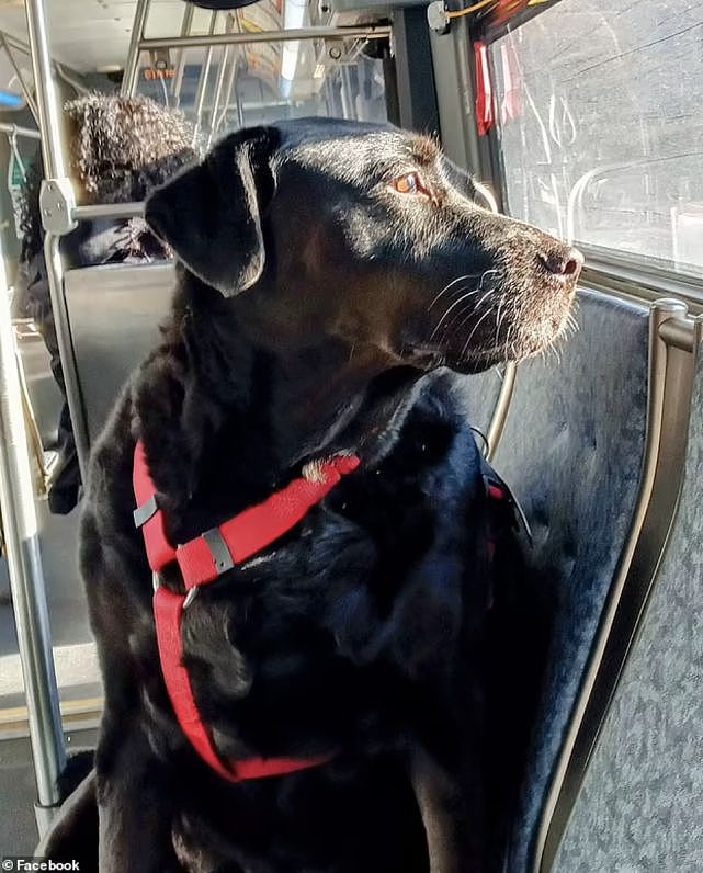 美国最著名狗狗离世，享年10岁，因独自乘坐公交车闻名世界（组图） - 2