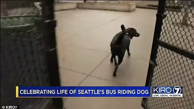 美国最著名狗狗离世，享年10岁，因独自乘坐公交车闻名世界（组图） - 7