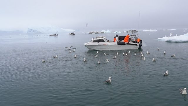 海鸥和渔船