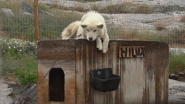 格陵兰雪橇犬趴在栅栏上