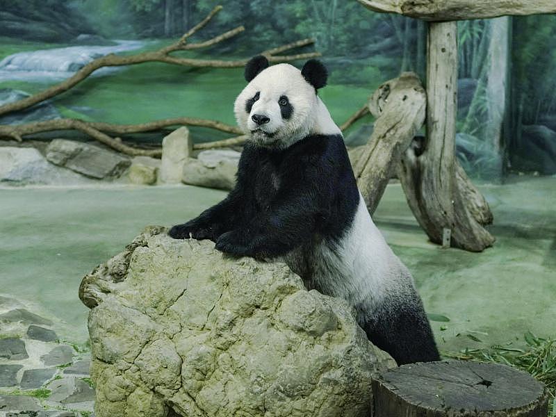 台北市立動物園大貓熊「團團」近日因癲癇發現腦部病變壞死。（台北市立動物園提供）中央社