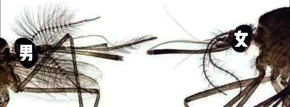 雌性蚊子触角上也有细毛，只是过于细小，被人眼忽略