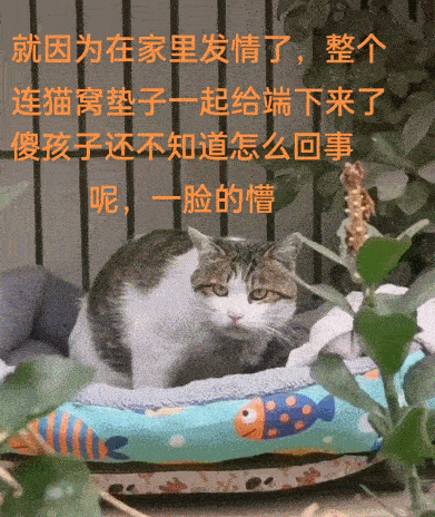 【宠物】 猫因发情被主人连窝扔了，猫咪还傻傻地守在原地：还会来接我吗（组图） - 2