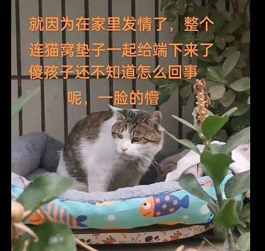 【宠物】 猫因发情被主人连窝扔了，猫咪还傻傻地守在原地：还会来接我吗（组图） - 4