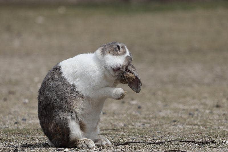 日本兔島歷經3年疫情，兔子少了500隻左右。（翻攝自推特@nagisa_0_0_1）