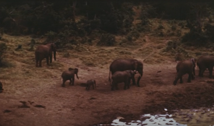 1952年乔治六世去世那夜，伊丽莎白二世在肯亚正带着相机沉浸在野生动物世界里，这...