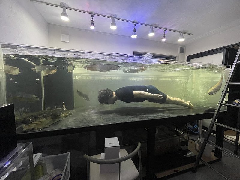 日本有名养鱼饲主纾压全靠「泡进三公尺大鱼缸」游泳。 （图／翻摄自推特@ryukiystyle3）
