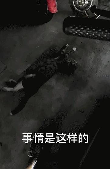 【宠物】流浪猫倒地撒娇求收养，结果对方是兽医惨遭噶蛋…不如流浪呢！（组图） - 1