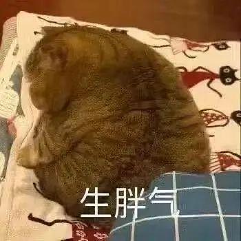 【宠物】流浪猫倒地撒娇求收养，结果对方是兽医惨遭噶蛋…不如流浪呢！（组图） - 11