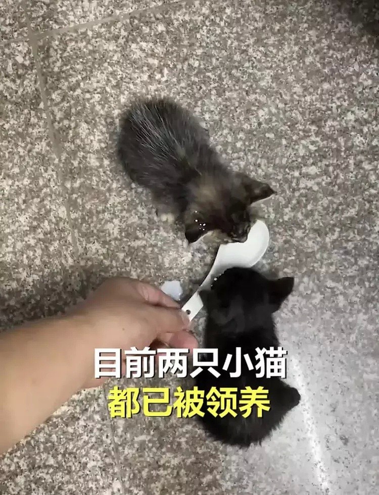 【宠物】“我捡了一袋垃圾，里面竟是2只小猫···”（组图） - 6