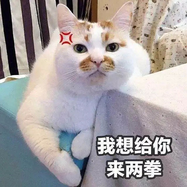 【宠物】“我捡了一袋垃圾，里面竟是2只小猫···”（组图） - 13