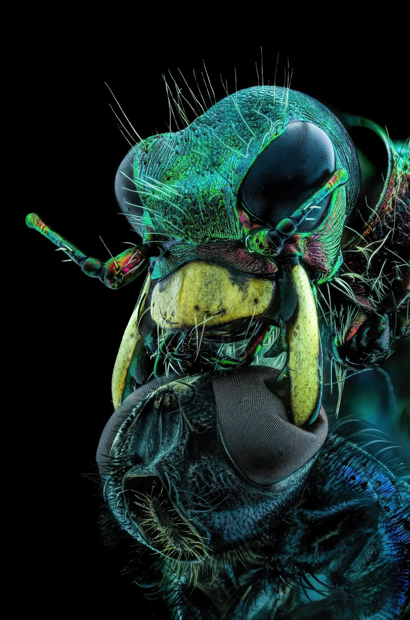 尼康“微型世界摄影比赛”获奖名单公布：蚂蚁“魔鬼”特写，意外吸睛（组图） - 4