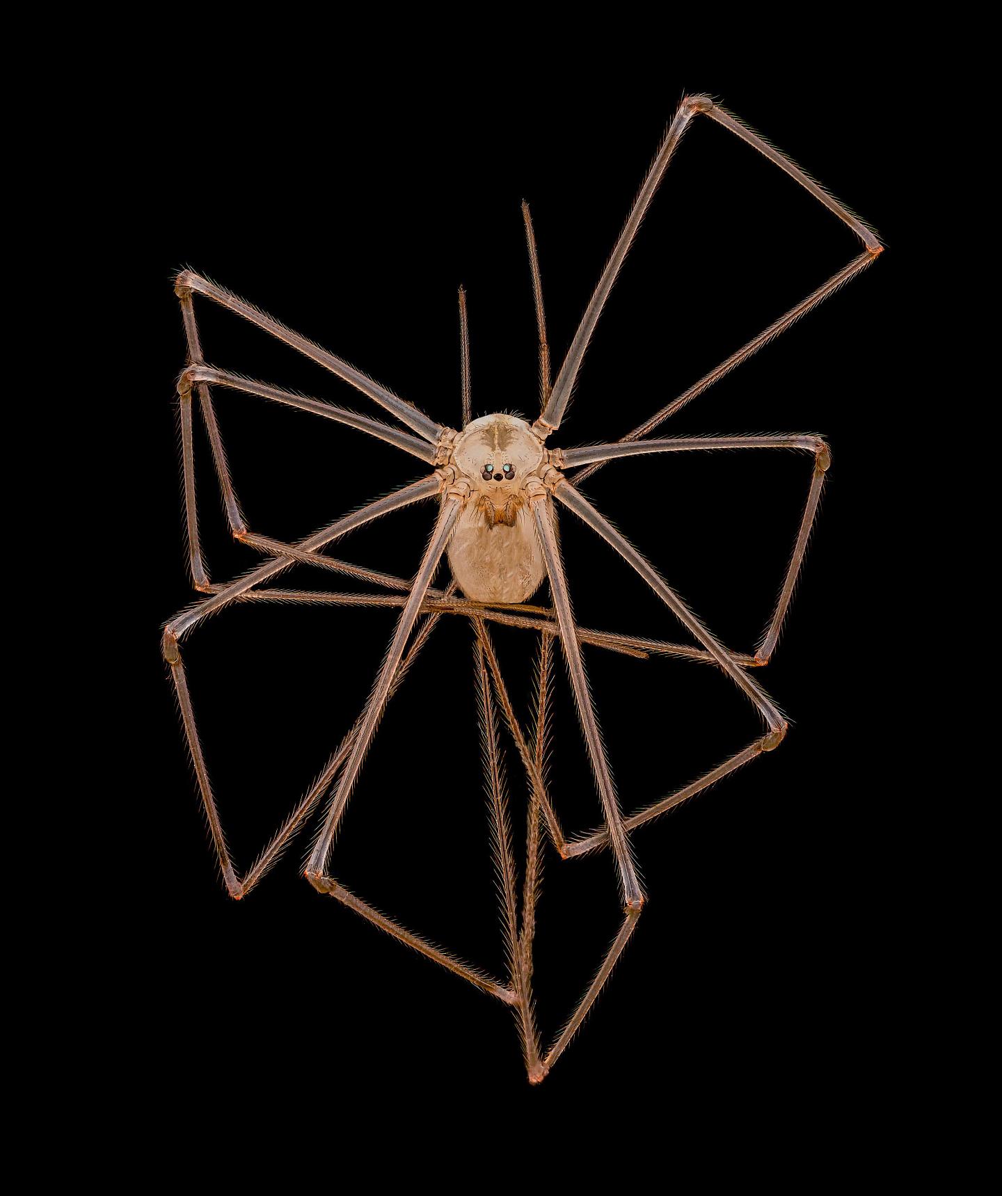 尼康“微型世界摄影比赛”获奖名单公布：蚂蚁“魔鬼”特写，意外吸睛（组图） - 7