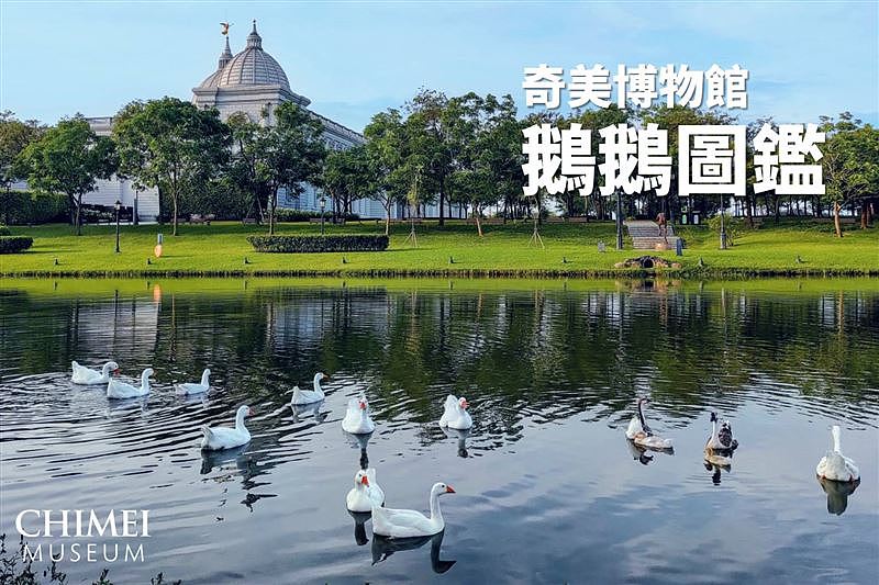 奇美博物館曾介紹都會公園裡每隻鵝的故事，並提到這群鵝很大隻、很團結、個性也很派。（圖／翻攝自奇美博物館臉書）