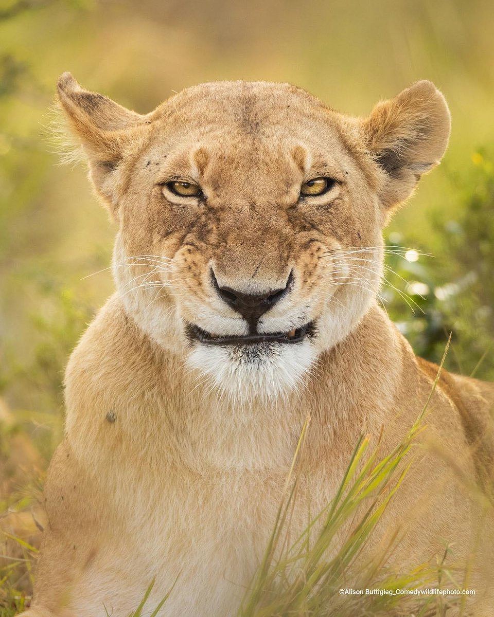 A closeup headshot of a lioness as she stares at the camera amid green grass. 