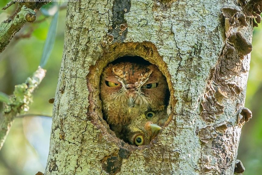 Two owlets squeeze into the nest hole in a tree trunk. Owl's facial expression doesn't look impressed. 