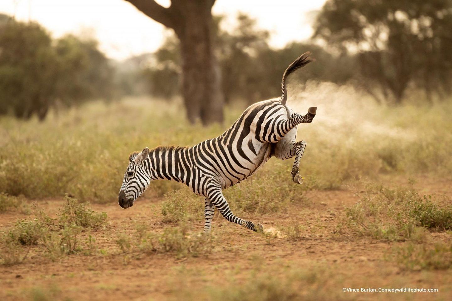 A zebra bucks its legs up in the air, it looks to be releasing gas as it kicks. 