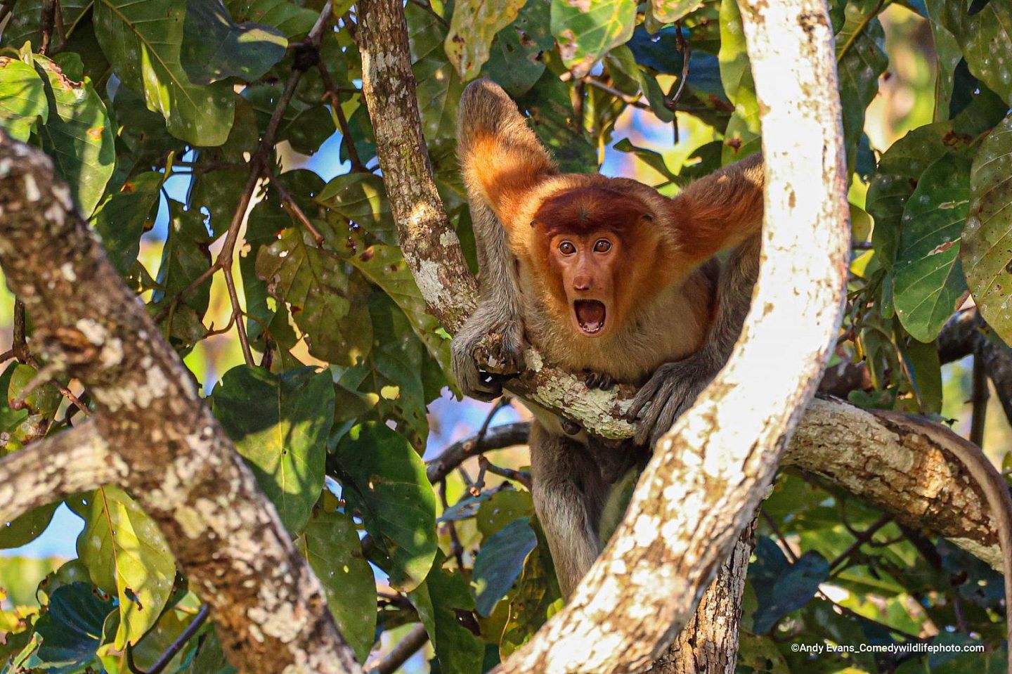 A young proboscis monkey stares mouth wide opened perched from a tree branch. 