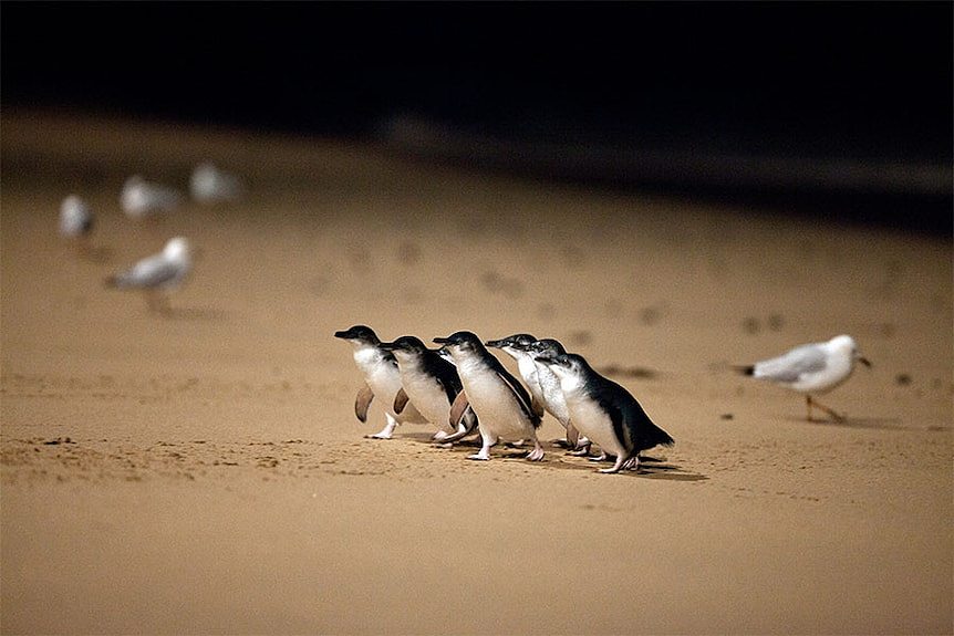 Phillip Island penguin 1